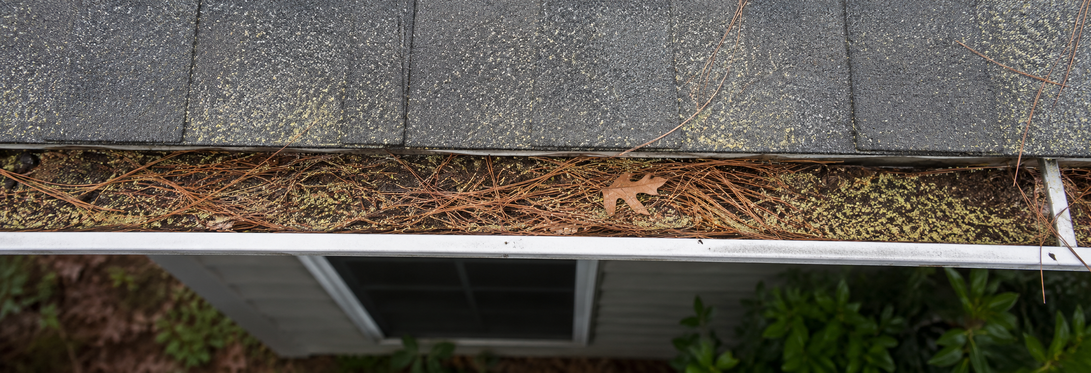 Overhead view of an aluminum seamless gutter packed with loblolly pine needles and oak pollen debris